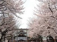 靖国神社　桜 (2)